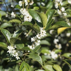 osmanthus aquifolium