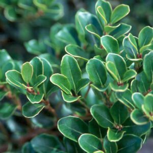 Osmanthus heterophyllum rotundifolius
