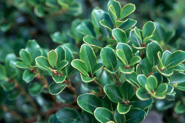 Osmanthus heterophyllum rotundifolius