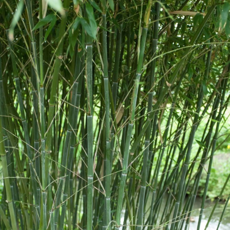 Bambù Bissetii (Phyllostachys bissetii)