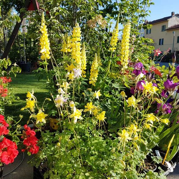 Progettazione giardini
