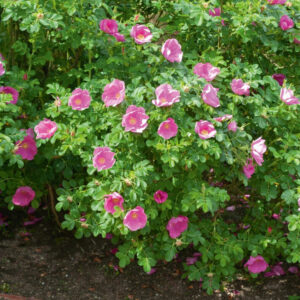 Rosa rugosa