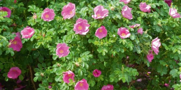 Rosa rugosa