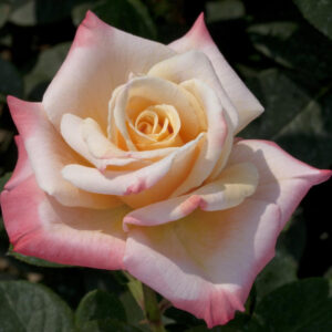 ROSE CESPUGLIO FIORE GRANDE