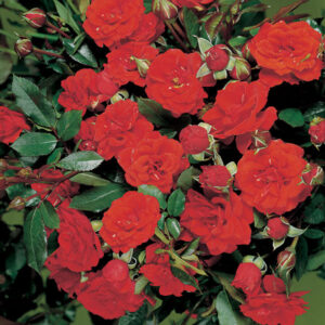 ROSE NANE