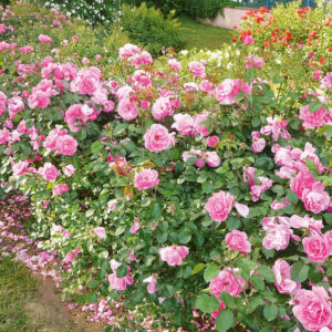 ROSE PORTAMENTO ERETTO