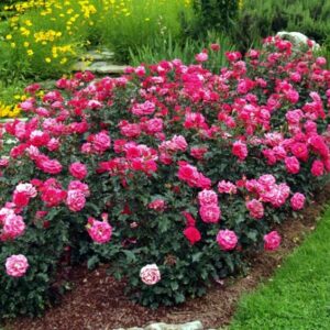 ROSE COPRISUOLO