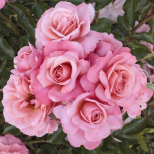 ROSE AD ALBERELLO