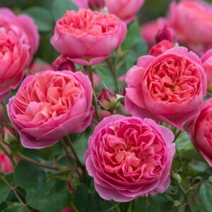 ROSE CESPUGLIO DAVID AUSTIN