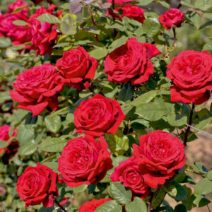 ROSE RAMPICANTI RIFIORENTI