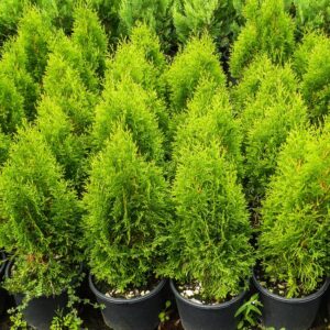 Thuja occidentalis smaragd