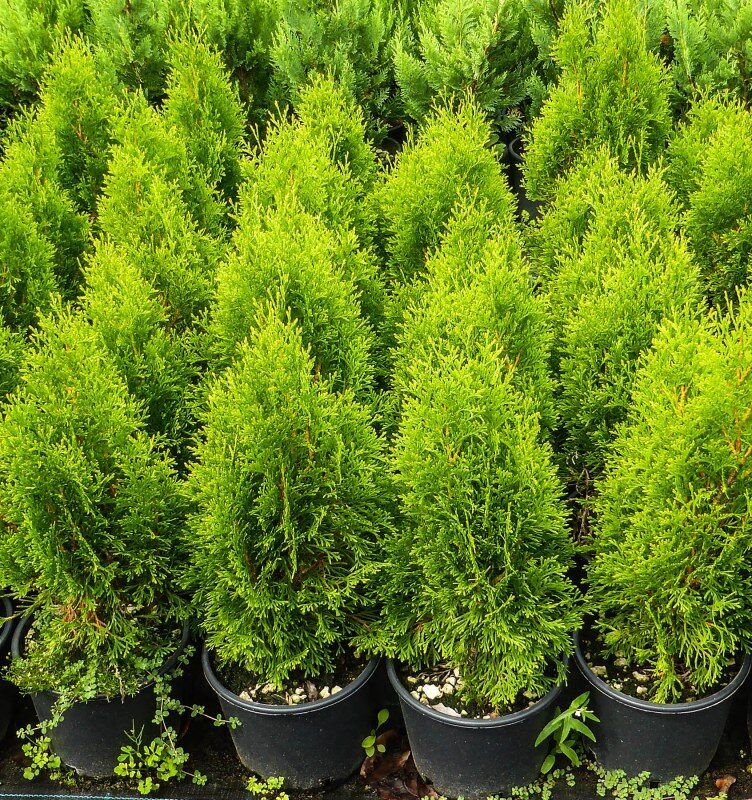 Thuja occidentalis smaragd