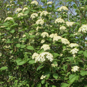 Viburnum lantana