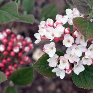 Viburnum Carlesii