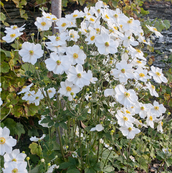 Anemone-Honorine-Jobert