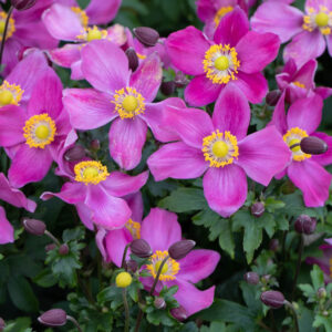 Anemone-Riding-Hood
