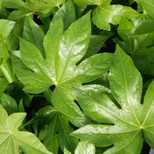 Aralia-Sieboldii