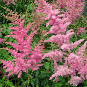 Astilbe