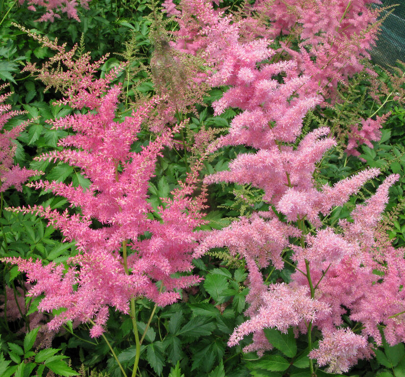 Astilbe
