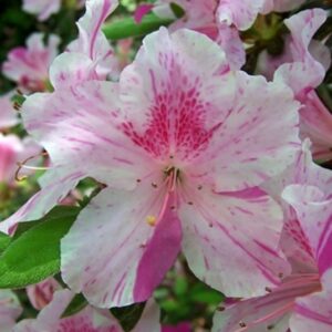 Azalea-Encore