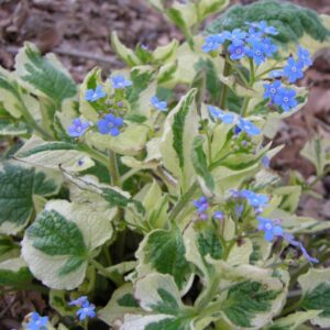 Brunnera-Macrophylla-Variegata