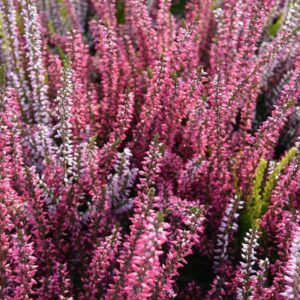 Calluna-Vulgaris