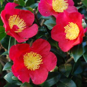 Camelia-Sasanqua
