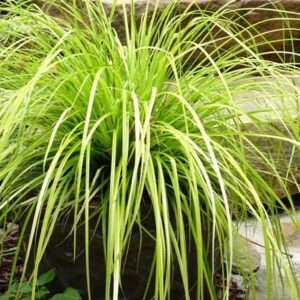Carex-Everillo