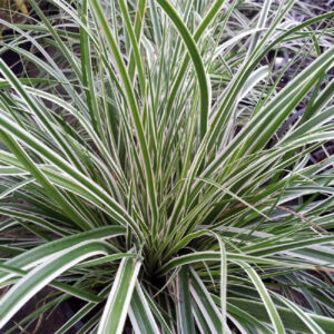 Carex-Oshimensis-Everest