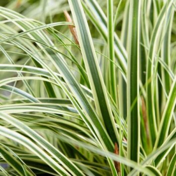 Carex