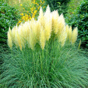 Cortaderia-Selloana