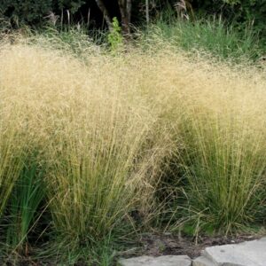 Deschampsia-Cespitosa