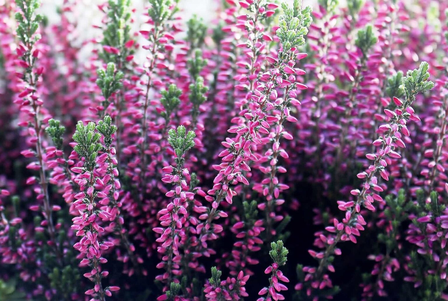 Erica Darleyensis