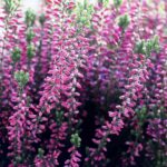 Erica Darleyensis