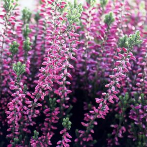 Erica Darleyensis
