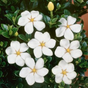 Gardenia-Jasminoides