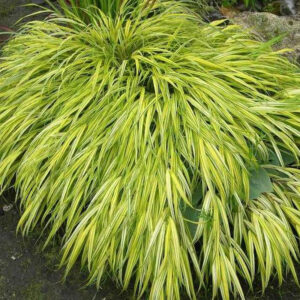 Hakonechloa-Macra-Aurea