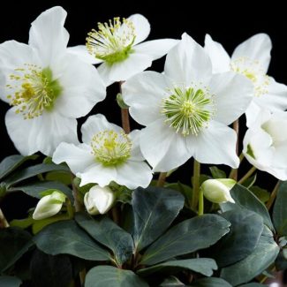 Helleborus-Niger