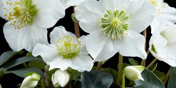 Helleborus-Niger