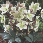 Helleborus-Winter-Sun