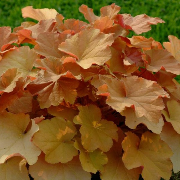 Heuchera-Caramel