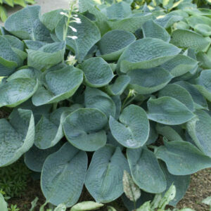 Hosta-Abiqua