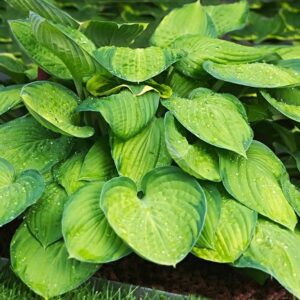 Hosta