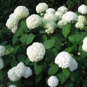 Hydrangea-Annabel