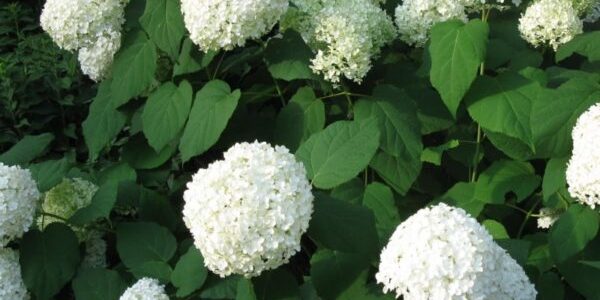 Hydrangea-Annabel