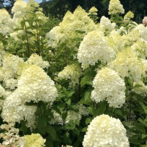 Hydrangea-Paniculata-Limelight