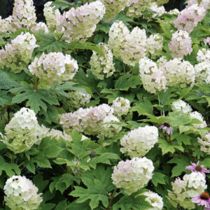 Hydrangea-Quercifolia