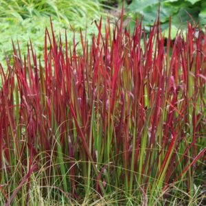 Imperata-Cylindrica