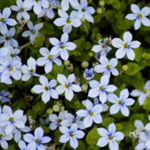 Isotoma-Fluviatilis