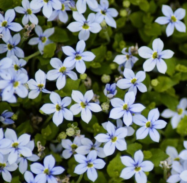 Isotoma-Fluviatilis